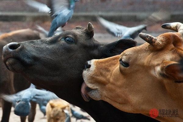 属牛女喜欢什么男生，属牛女讨厌哪种男人