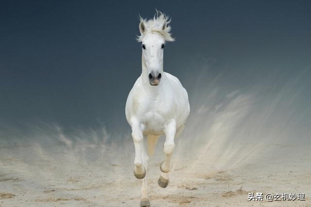 今天什么生肖财运比较旺，生肖虎今天的财运怎样
