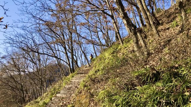 1年暴羊存在吗，91年暴羊出世"