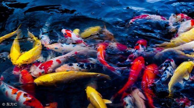 属虎的三大忌配生肖,86年属虎的36岁会死