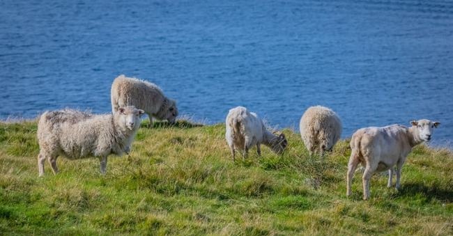 属羊1967年多大,1967年3月出生今年多大