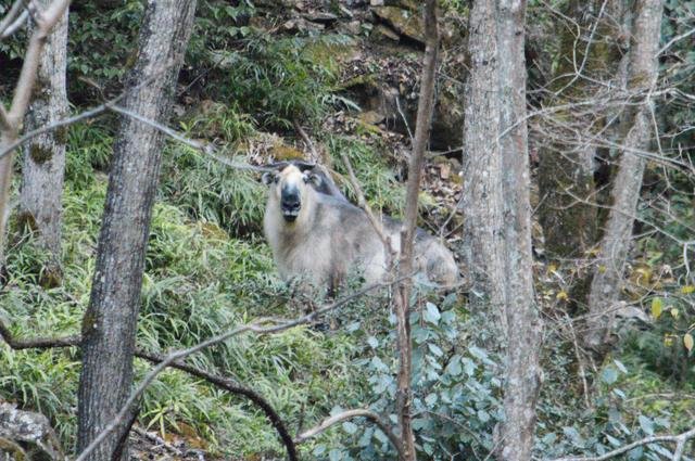 1年暴羊存在吗，91年暴羊出世"