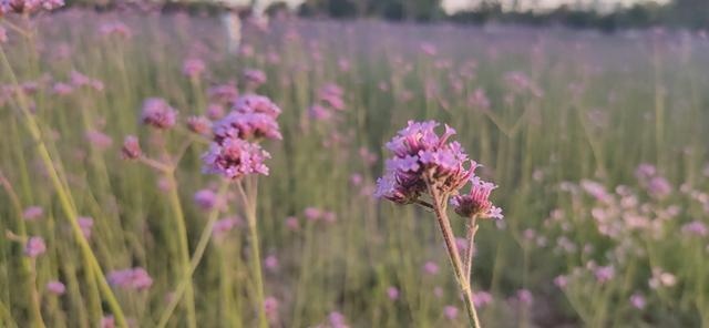 养羊知识必备大全，养羊常备药使用 ***