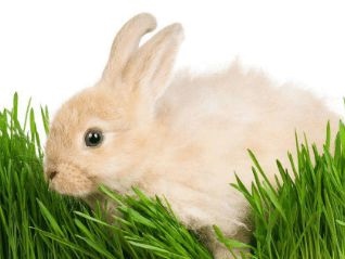 5年属兔人三大坎，75年属兔47岁有一灾2022"