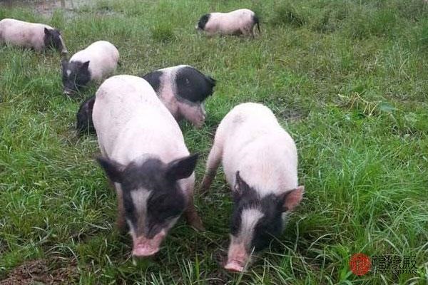 属兔女更佳婚配，属鸡男更佳婚配