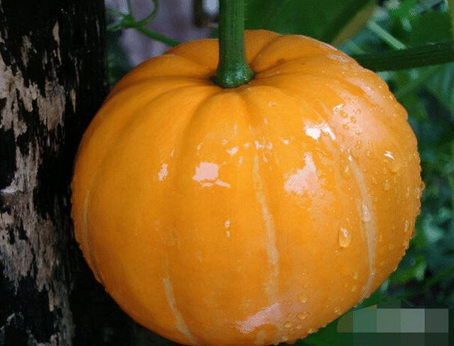 羊和什么生肖最配相克，男鼠和什么生肖最配