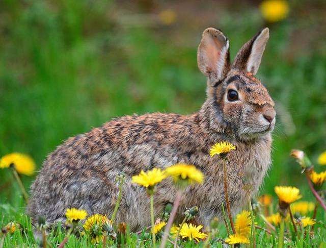 属兔最不配的属相,生肖属兔相合合不合的属相