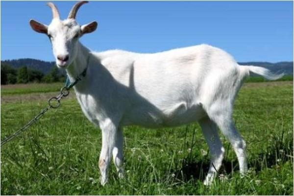 3年女属羊更佳婚配属相，2003年属羊更佳结婚年龄"