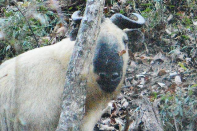 1年暴羊存在吗，91年暴羊出世"