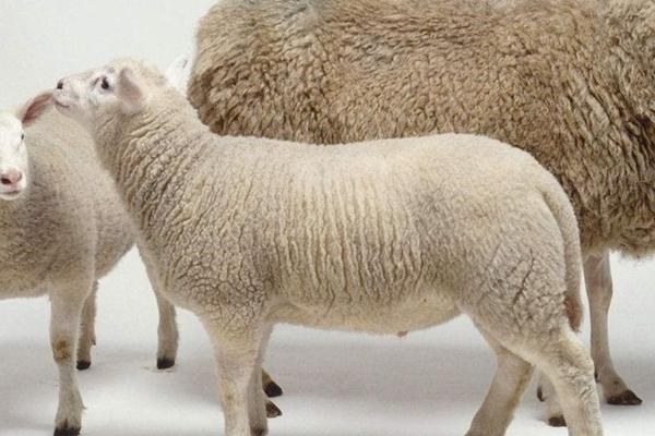 979年属羊人什么时候能发财，属羊40岁后有十年大运"