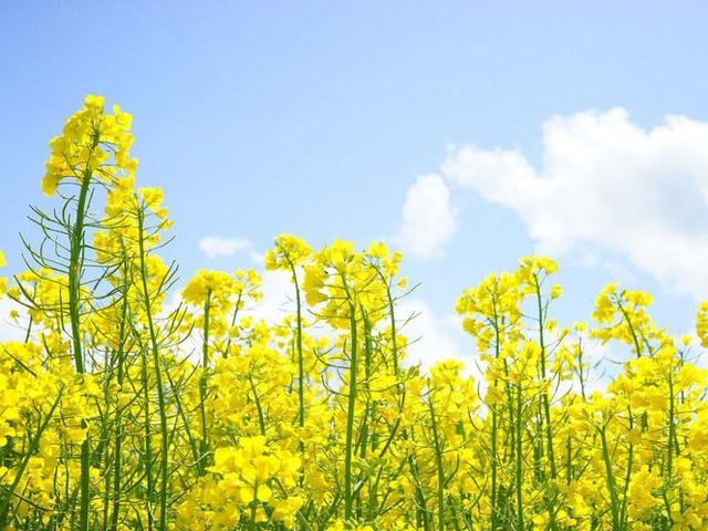 1月财运最旺生肖，2022