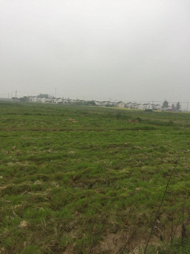 羊入虎口属羊生虎，羊入虎口图片