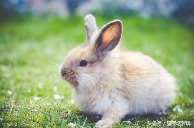 属兔的和属牛的相配吗，属兔的和属牛的