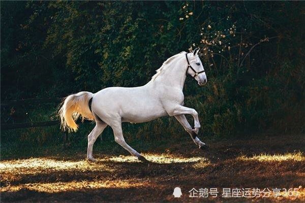 属马人2022年运势，1978属马人2022年运势