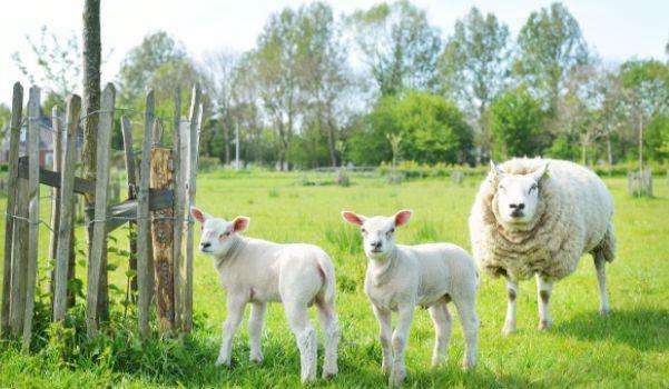 967年的羊是什么命,1967年腊月羊是什么命"