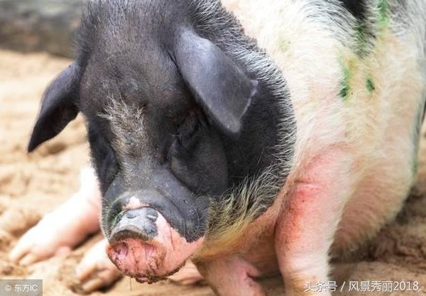 971年的猪女未来五年的运程,属猪最命苦的时辰"