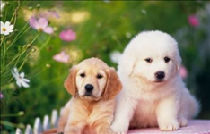 六几年属狗的今年多少岁,1995年属狗的今年多大