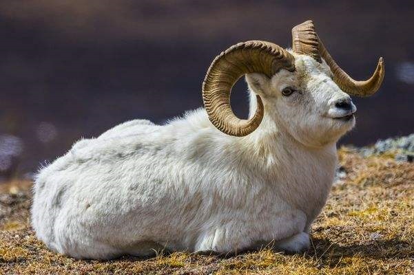 7年属羊是什么火命，1967年是什么命"