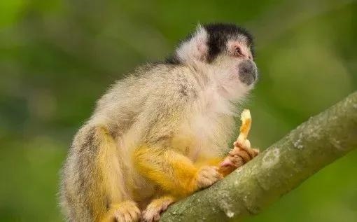 属猴今年会必须死，2022 属猴女要注意什么