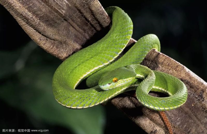 属蛇男生喜欢什么女人,属蛇巨蟹女为什么很漂亮