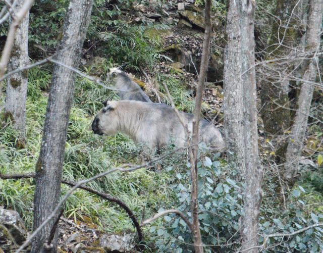1年暴羊存在吗，91年暴羊出世"