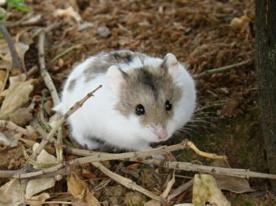 一等命的属相2011属什么的，2011年是什么年是什么命