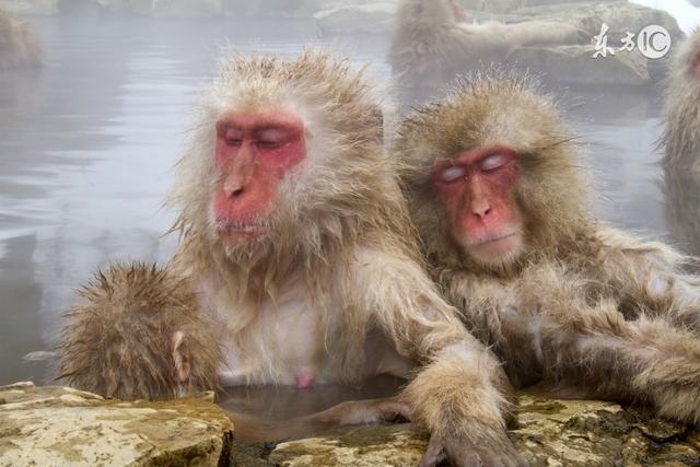 几月属猴女命苦,属猴最命苦出生日期