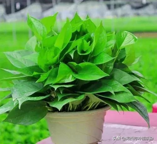 属鼠的和什么属相最旺，马鼠属相合吗