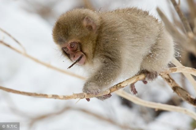 属猴的跟什么合婚,属猴的今年多大