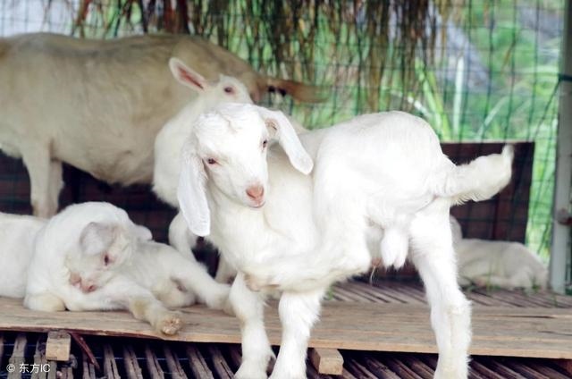 属羊人生于几月命更好,属鸡人生于几月命更好