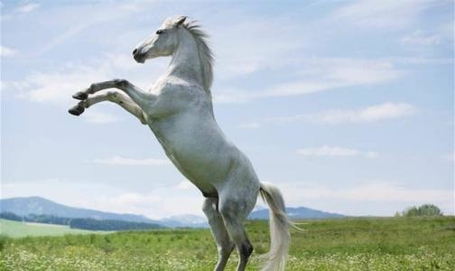 022年出生的马是什么命，2022年出生的马2022