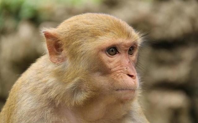 属羊的个性特点有哪些，人的个性特点有哪些