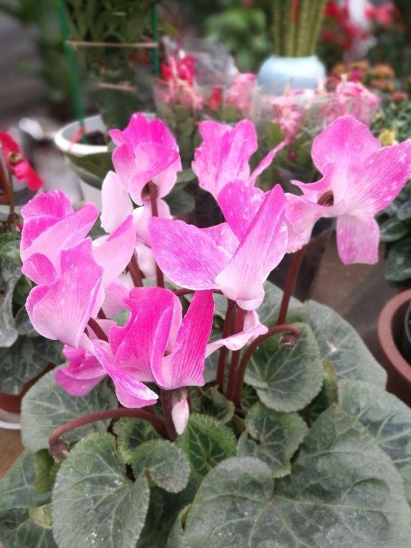 属鼠和什么属相最配财运更好，男属鼠的和什么属相最配