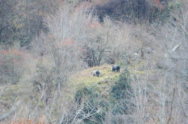 1年暴羊存在吗，91年暴羊出世"