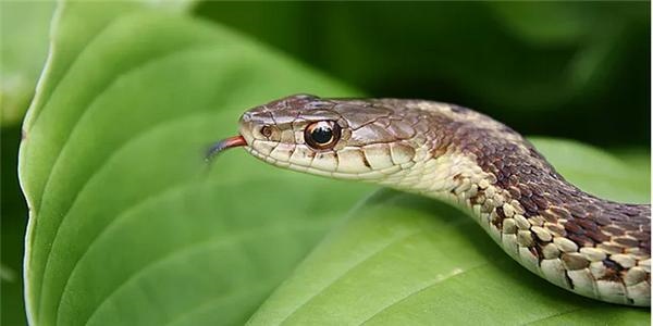 属蛇的克星更大的是，属蛇一生远离属龙人