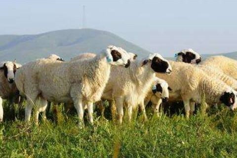 979年属羊运程2022,79年属羊2022年每月运势"