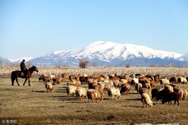 属羊的人能克死属虎的人吗，属羊的人性格
