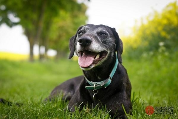 999兔年一生几次婚姻，属兔人一生的命运婚姻"