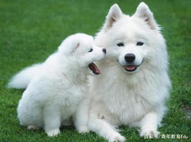 属狗人2022年的运势，2022 年生肖运势完整版