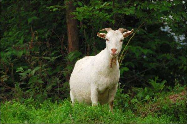 属羊的女人命好不好八月，属羊出生8月28点3到4