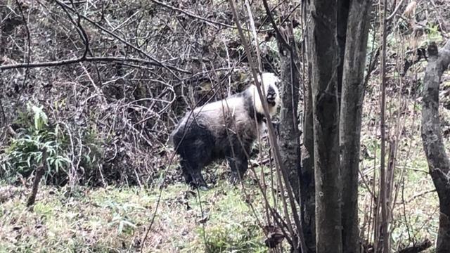 1年暴羊存在吗，91年暴羊出世"