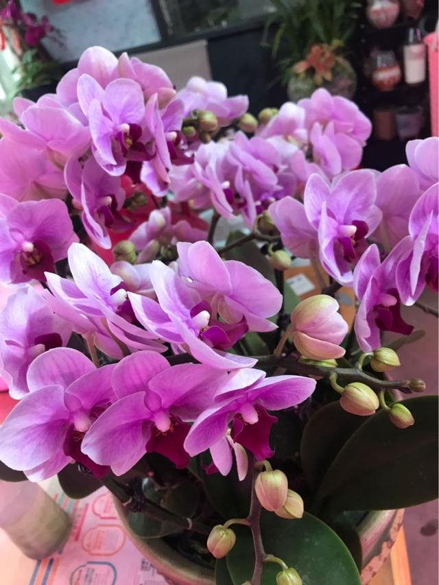 属鼠和什么属相最配财运更好，男属鼠的和什么属相最配