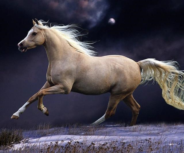 属鸡和属马的相冲吗,属马的和属鸡的谁克谁