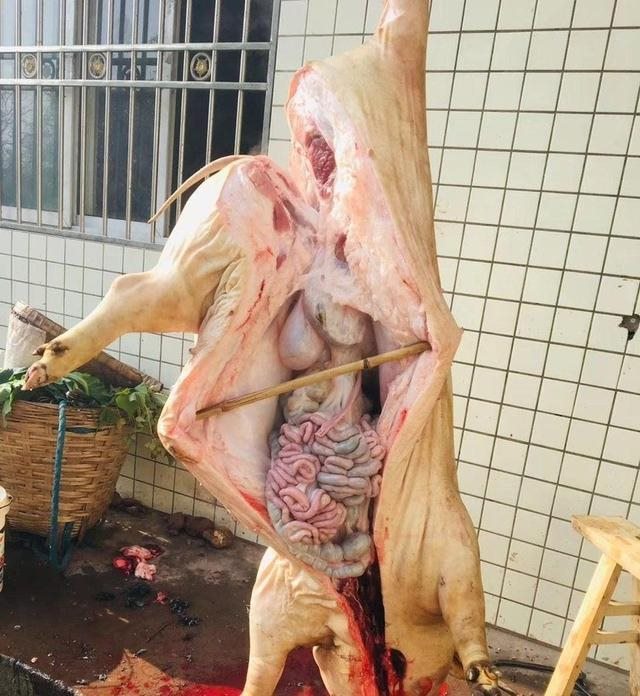 羊入虎口属羊生虎，羊入虎口图片