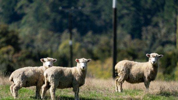 022年属羊转运图片，属羊2022年高考升学怎样"