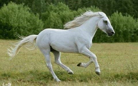 男属马和女属马最合适，属马男和属马女婚姻配吗