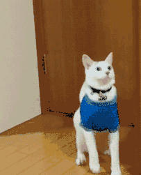 属牛本命年烂桃花，属牛2022 忌红色