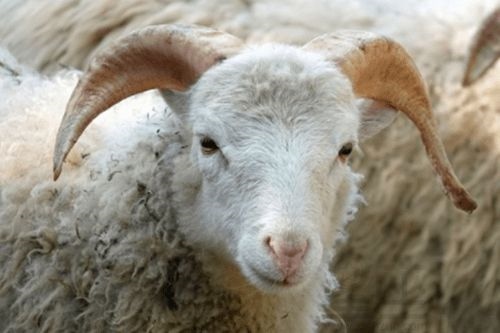 为啥属羊难找对象，找老婆要找属羊的为什么