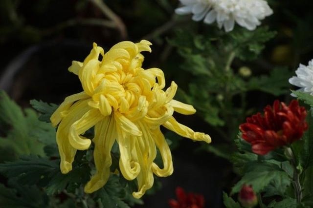 003年属羊女性格特点及脾气，属羊1979女人性格和脾气"