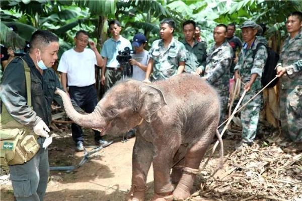 六岁羊是什么命，1970年属狗是什么命